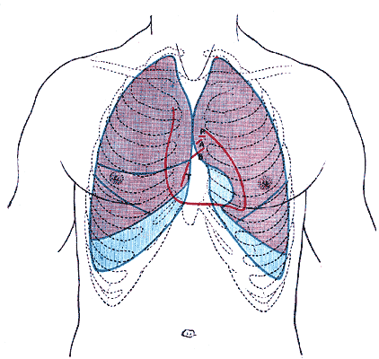 Heart Diagram Bicuspid Valve. #39;b#39; Bicuspid valve.