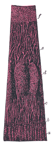 FIG. 876– Vessels of the choroid, ciliary processes, adn iris of a child. (Arnold.) Magnified 10 times. 'a' Capillary net-work of the posterior part of the choroid, ending at 'b' the ora serrata. c Arteries of the corona ciliaris, supplying the ciliary processes, d and passing into the iris e. f The capillary net-work close to the pupillary margin of the iris. (Picture From the Classic Gray's Anatomy)