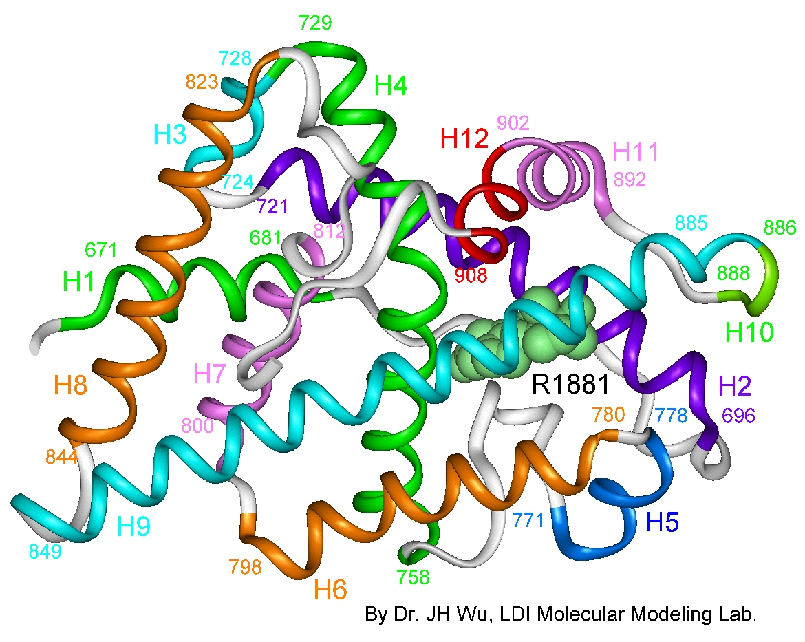 3D model of the androgen receptor
