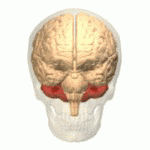 Animation of the cerebellum