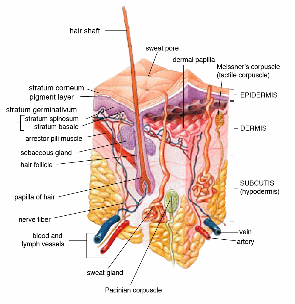Image of skin