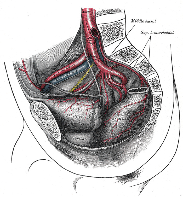 Bifurcation of the aorta and the right common iliac artery