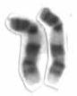 Chromosome 9