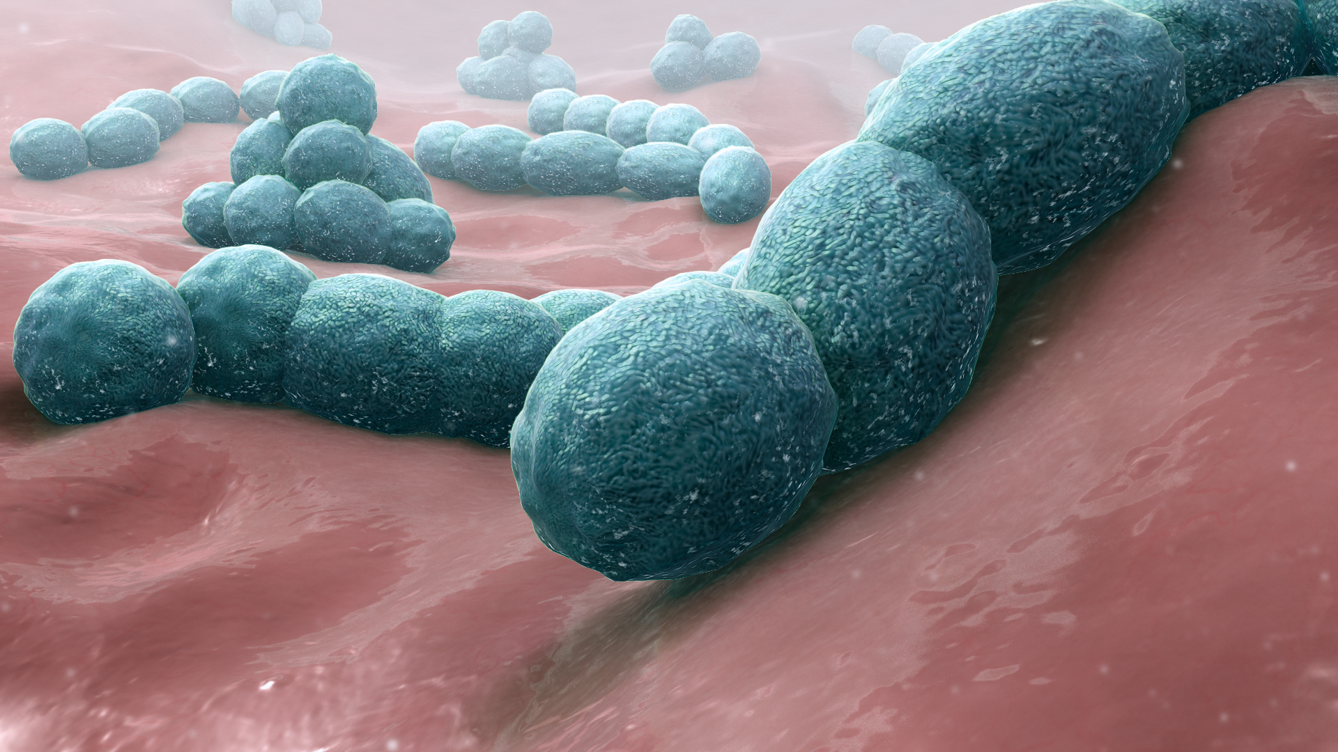 Streptococcus pneumoniae
