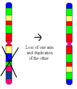 Diagram of an isochromosome
