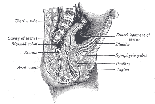 File:Gray1138.png