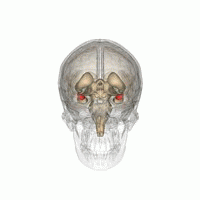 Animation of the amygdala