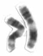 Chromosome 11 cropped from high resolution karyotype