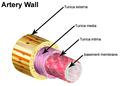 Caption: Cross-sectional view of an artery.