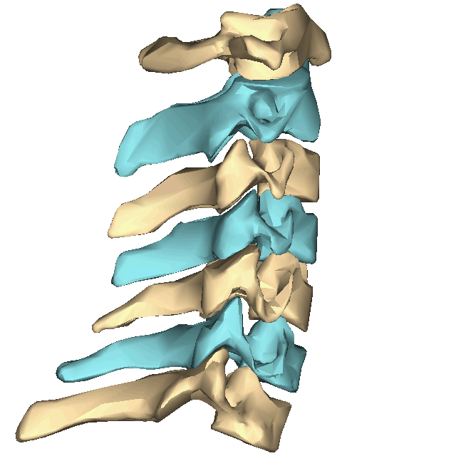 Animation of cervical vertebrae