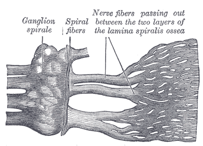 File:Gray933.png