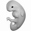 6 Weeks Pregnant