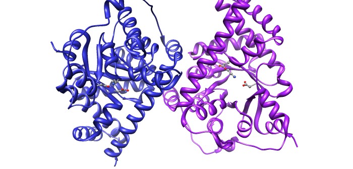 Transaldolase enzyme structure