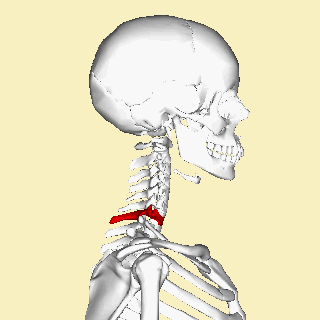 Animation of a C7 vertebra fracture