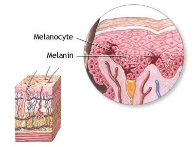 illustration of Melanocytes