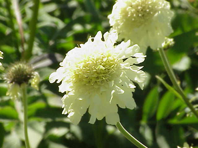 File:Dipsacus pilosus0.jpg