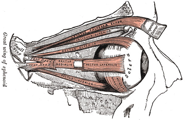 Diagram of eye muscles