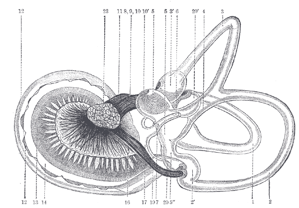 File:Gray926.png