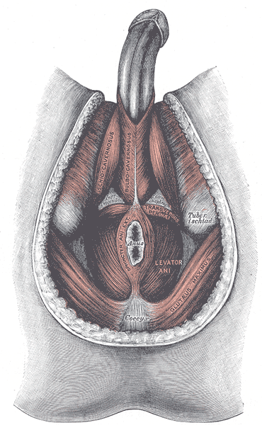 File:Gray406.png