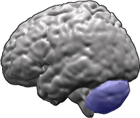 Diagram of the human brain highlighting the cerebellum