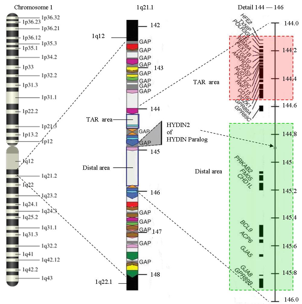 Chromosome 1 to 1q21.1