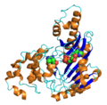 Structure of creatine kinase