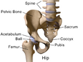 Hip anatomy