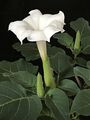 Datura innoxia Mill. flower, buds and foliage