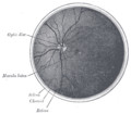 The interior of the posterior half of the left eyeball
