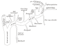Sphenopalatine artery