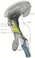 Dentate nucleus