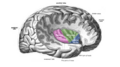 Insular_cortex