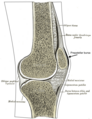 Illustration of the prepatellar bursa