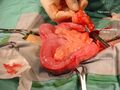 Pyometra in a dog