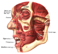 Corrugator supercilii muscle structure