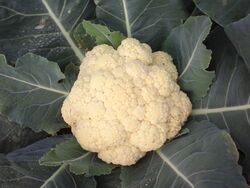 Cauliflower