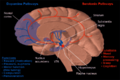 Diagram of dopamine and serotonin pathways.