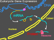 Gene expression