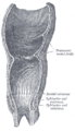 Anatomy of the rectum and anal canal