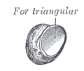 Pisiform bone illustration from Gray's Anatomy