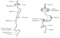 Vitelline duct