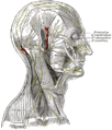 Head nerves