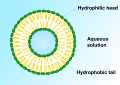 Diagram of a liposome used in drug delivery