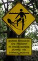 Box jellyfish