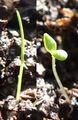 Monocot vs dicot crop