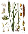 Triticum aestivum - Köhler’s Medizinal-Pflanzen 274
