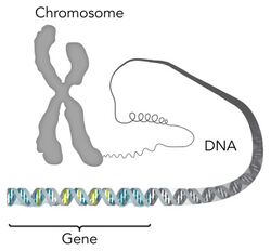 Chromosome DNA