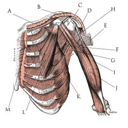 Deep pectoral