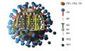 Influenza virus structure with labeled components