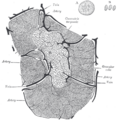 Gray's Anatomy Diagram of Thymus